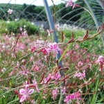 Gaura lindheimeri (Siskiyou Pink) Wand Flower